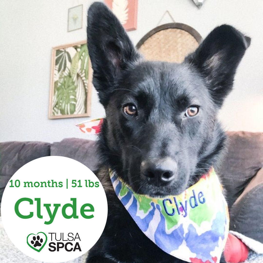 Clyde